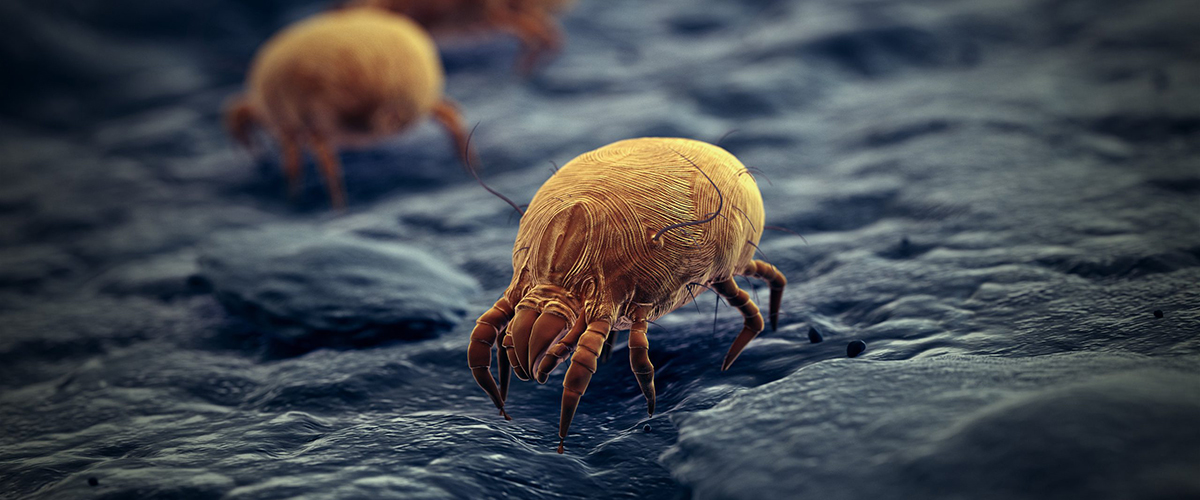 Mites Control | GSG Pest Control